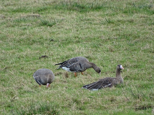 国河北的创 国河北的创