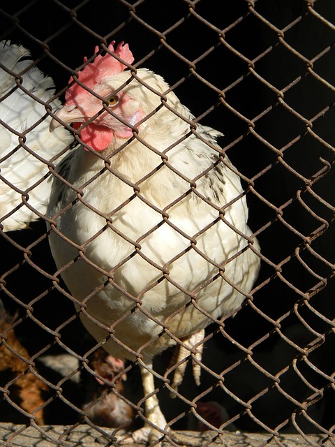 塞維利亞歐聯杯決賽名單公布！阿庫尼亞同全體一線隊前往匈牙利！.